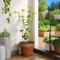 Practical Support: 20 Pcs Plant Stakes for Your Garden