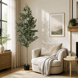 Ideal Indoor/Outdoor Olive Tree for Your Home