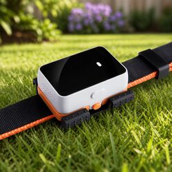 Ideal GPS Tracker for Everyday Pet Safety