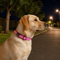 Reflective Dog Collar Practical for Everyday Use