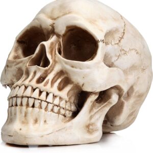 1:1 Replica Realistic Human Adult Skull Head Bone Model