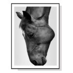 Wall Art 50cmx70cm Modern Black Horse Black Frame Canvas