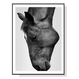 Wall Art 70cmx100cm Modern Black Horse Black Frame Canvas