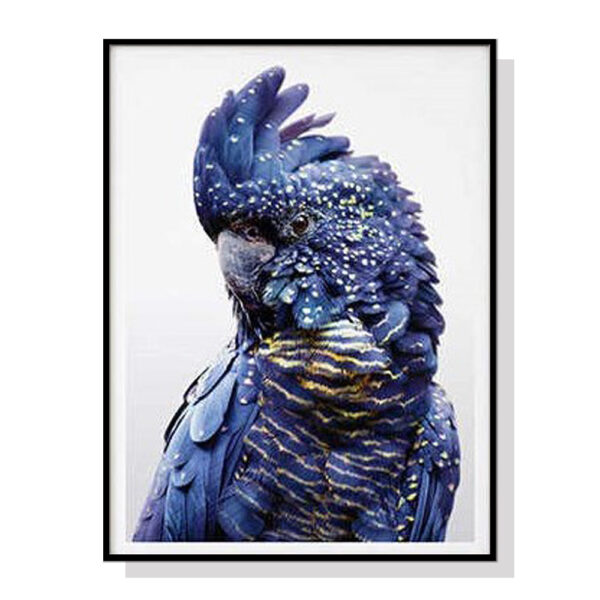 Wall Art 50cmx70cm Black Cockatoo A Black Frame Canvas