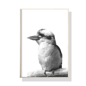 Wall Art 70cmx100cm Kookaburra Black Frame Canvas