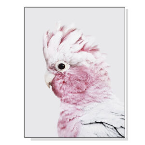 Wall Art 60cmx90cm Pink Galah White Frame Canvas