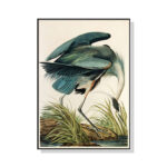 Wall Art 50cmx70cm Great Blue Heron By John James Audubon Black Frame Canvas