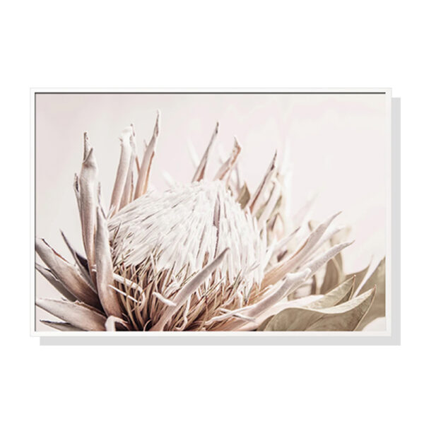 Wall Art 50cmx70cm Pure Protea II White Frame Canvas