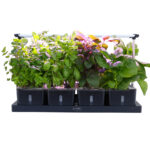 20 Pod Indoor Hydroponic Growing System  with Water Level Window