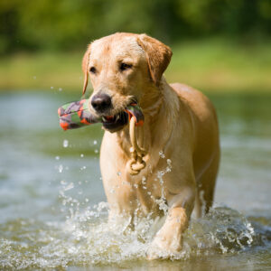 Major Dog Buoy Dummy - Small - Fetch Toy