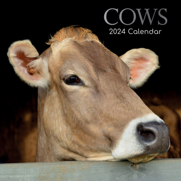 Cows - 2024 Square Wall Calendar Pets Animals 16 Months Premium Planner New Year