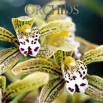 Orchids 2024 Square Wall Calendar 16Month Floral Planner Christmas New Year Gift