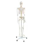 Anatomical Human Skeleton Model Life Size 180cm Articulated with Stand