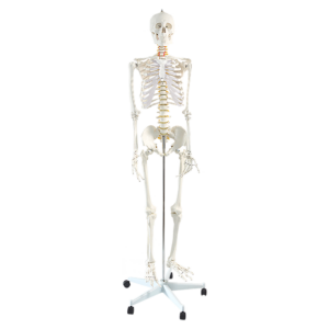 Anatomical Human Skeleton Model Life Size 180cm Articulated with Stand