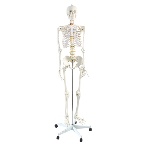 Anatomical Human Skeleton Model Life Size 180cm Articulated with Stand