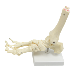 Anatomical Foot Joint Model Life Size Skeleton PVC Moveable Visual Aid 23cm