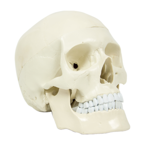 Life Size Anatomical Human Skull Model Realistic Medical Skeleton Replica