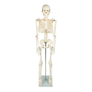 Anatomical Human Skeleton Model 85cm Tall with Stand