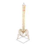 Life Size Flexible Vertebral Spine Pelvis & Femur Skeleton Model Anatomy Tool