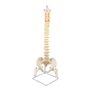 Life Size Flexible Vertebral Spine Pelvis & Femur Skeleton Model Anatomy Tool