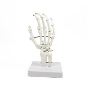 Anatomical Hand Model Skeleton PVC Detailed Human Anatomy Study Tool 12x25cm