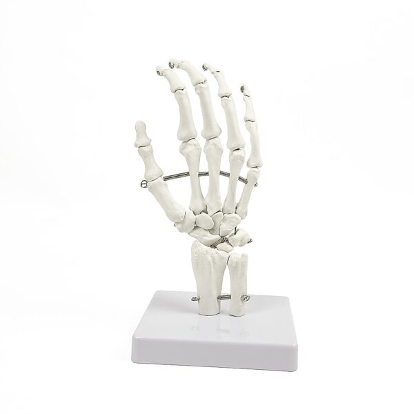 Anatomical Hand Model Skeleton PVC Detailed Human Anatomy Study Tool 12x25cm