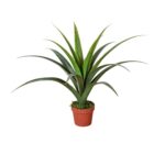 Artificial Dracaena Plant 80cm Compact Green Leaves Indoor Use No Numbers