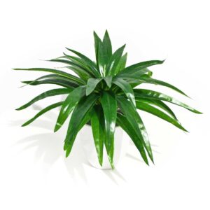 Aloe Vera Stem for Green Walls & Floral Arrangements 30cm Pot Not Included