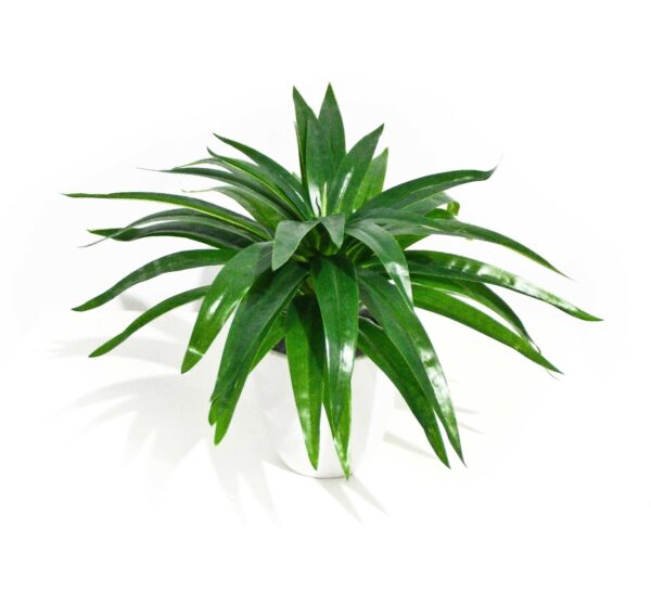 Aloe Vera Stem for Green Walls & Floral Arrangements 30cm Pot Not Included