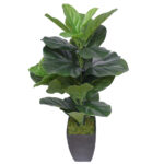 Dense Fiddle Leaf Fig Tree 70cm Real Touch No Maintenance Authentic Look Perfect for Home Office or Cafe