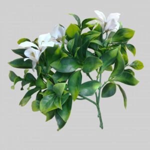 White Flowering Jasmine Stem