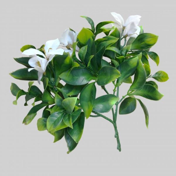 White Flowering Jasmine Stem