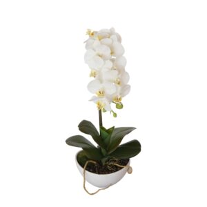 46cm Butterfly Orchid White